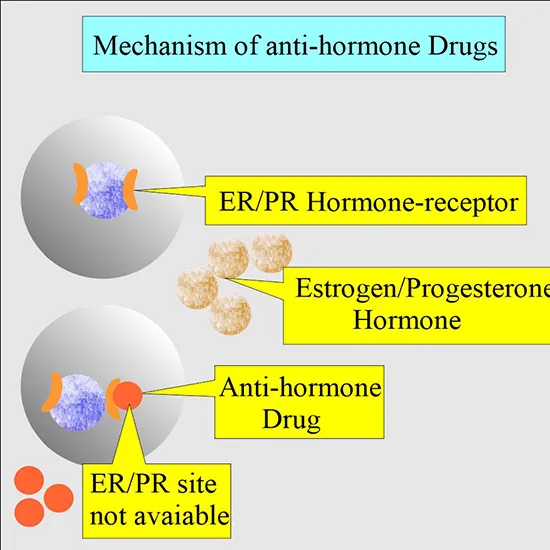 estrogen receptor - progesterone receptor er-pr test
